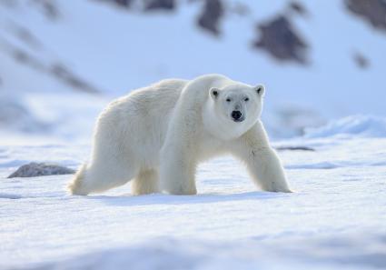 Eisbär in der Arkti_26_2.jpg